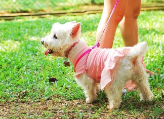 Warding Off Worms: The Key to Keeping Your Pets Healthy