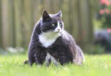 Tackling Pet Obesity for Better Health