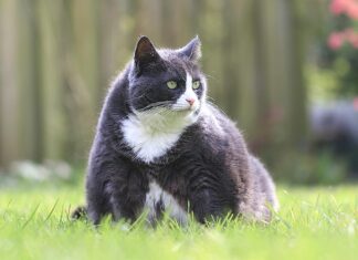 Tackling Pet Obesity for Better Health