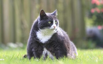 Tackling Pet Obesity for Better Health