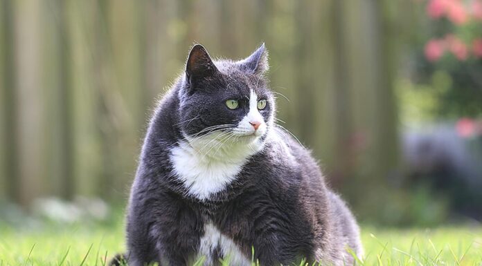 Tackling Pet Obesity for Better Health