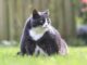 Tackling Pet Obesity for Better Health