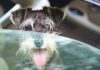 Keeping Your Canine Cool: A Guide to Preventing Heat Stress
