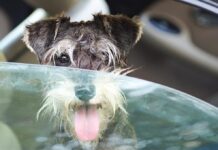 Keeping Your Canine Cool: A Guide to Preventing Heat Stress