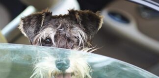 Keeping Your Canine Cool: A Guide to Preventing Heat Stress