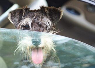 Keeping Your Canine Cool: A Guide to Preventing Heat Stress