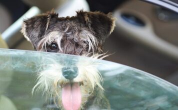 Keeping Your Canine Cool: A Guide to Preventing Heat Stress