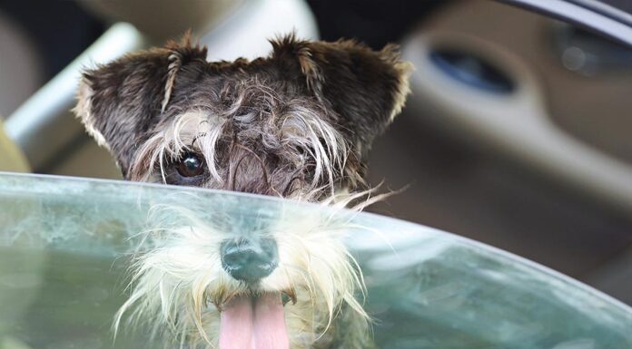 Keeping Your Canine Cool: A Guide to Preventing Heat Stress