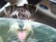 Keeping Your Canine Cool: A Guide to Preventing Heat Stress