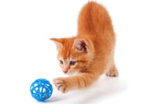 Keeping Indoor Cats Happy: The Importance of Feline Enrichment