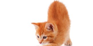 Keeping Indoor Cats Happy: The Importance of Feline Enrichment