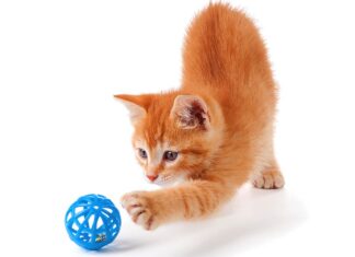 Keeping Indoor Cats Happy: The Importance of Feline Enrichment