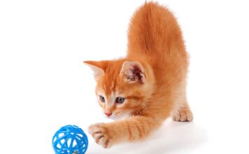 Keeping Indoor Cats Happy: The Importance of Feline Enrichment