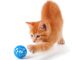 Keeping Indoor Cats Happy: The Importance of Feline Enrichment