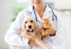 The Lifelong Benefits of Preventative Medicine and Annual Exams for Your Pet