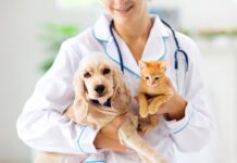 The Lifelong Benefits of Preventative Medicine and Annual Exams for Your Pet