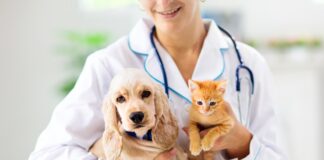 The Lifelong Benefits of Preventative Medicine and Annual Exams for Your Pet