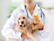 The Lifelong Benefits of Preventative Medicine and Annual Exams for Your Pet