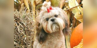 Hot tips for cool dogs