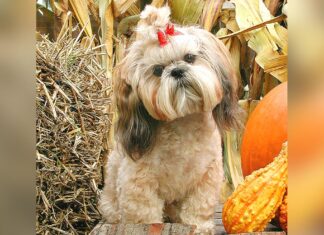 Hot tips for cool dogs