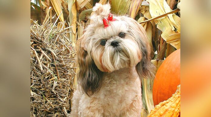 Hot tips for cool dogs