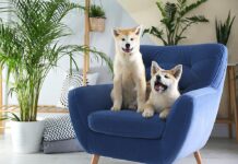 Common Household Toxins That Could Harm Your Dog