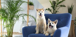 Common Household Toxins That Could Harm Your Dog