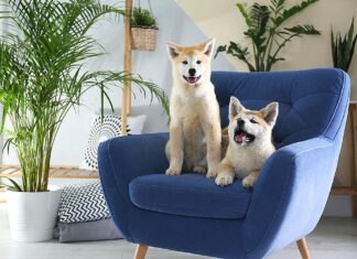 Common Household Toxins That Could Harm Your Dog