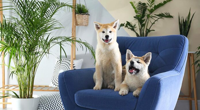 Common Household Toxins That Could Harm Your Dog