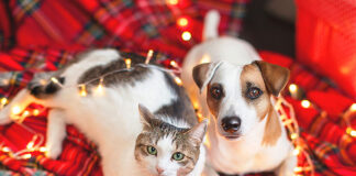 Holiday Gift Guide for Pets: Vet-Approved Toys and Treats for a Happy, Healthy Season