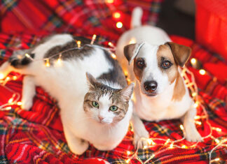 Holiday Gift Guide for Pets: Vet-Approved Toys and Treats for a Happy, Healthy Season