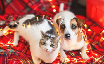 Holiday Gift Guide for Pets: Vet-Approved Toys and Treats for a Happy, Healthy Season
