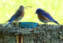 Local Western Bluebird conservation organization looking for new monitors