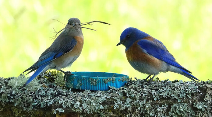 Local Western Bluebird conservation organization looking for new monitors