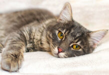 Protecting Your Cat from Avian Influenza: What You Need to Know