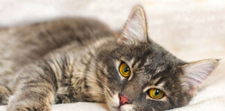 Protecting Your Cat from Avian Influenza: What You Need to Know