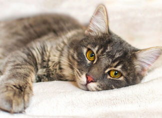 Protecting Your Cat from Avian Influenza: What You Need to Know