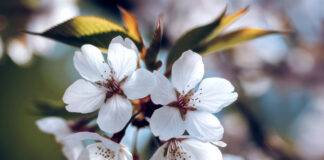 Spring Into Wellness: A Guide to Internal Spring Cleaning