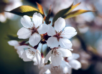 Spring Into Wellness: A Guide to Internal Spring Cleaning