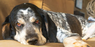 Spring Itch: Helping Your Dog Through Allergy Season