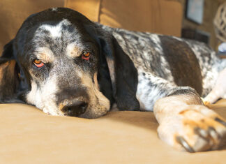 Spring Itch: Helping Your Dog Through Allergy Season