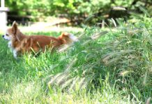 Grass Awns in Oregon: A Hidden Danger for Dogs on the Trail