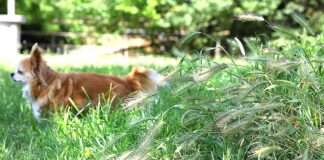 Grass Awns in Oregon: A Hidden Danger for Dogs on the Trail