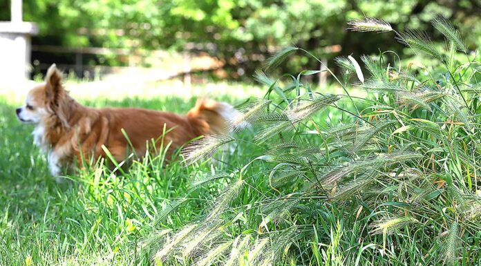 Grass Awns in Oregon: A Hidden Danger for Dogs on the Trail
