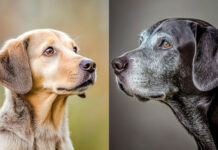 The Changing Needs of Our Aging Pets