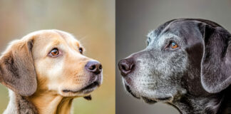 The Changing Needs of Our Aging Pets