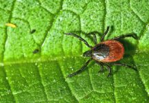 Protecting Pets (and People) from Fleas and Ticks in Oregon