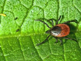 Tick Talk: Why Oregon Pet Owners Should Pay Attention A tick on a leaf