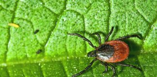 Protecting Pets (and People) from Fleas and Ticks in Oregon