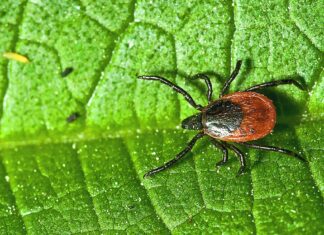 Protecting Pets (and People) from Fleas and Ticks in Oregon